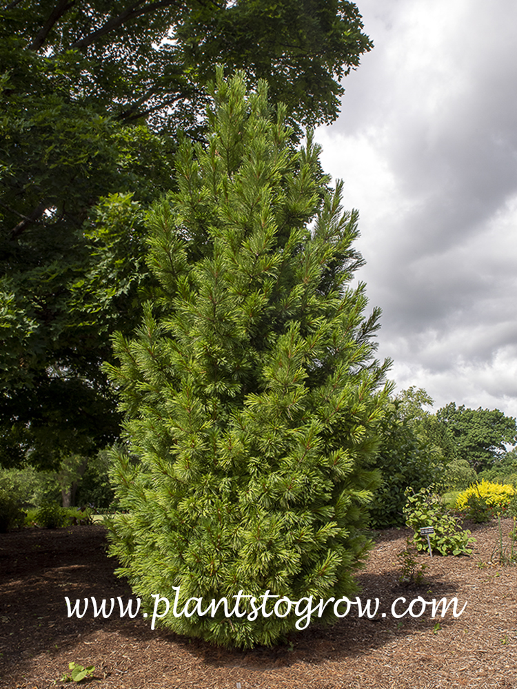 Short N Heavy Swiss Stone Pine